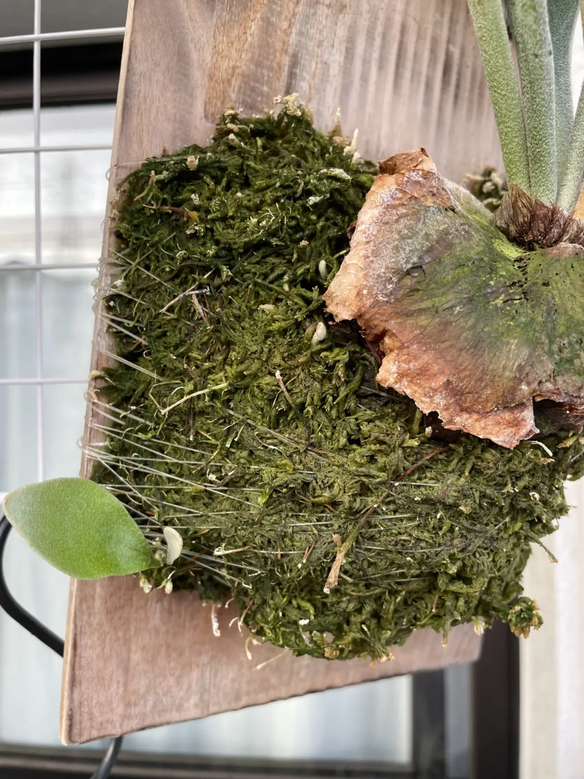 ビカクシダ　ネザーランド