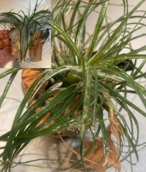 ティランジア　ストリクタ マナ　ハダニ　害虫