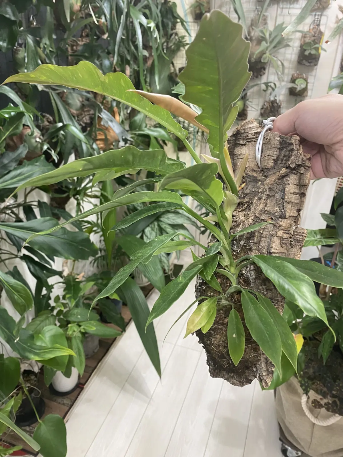 フィロデンドロン　ジャングルブーギー