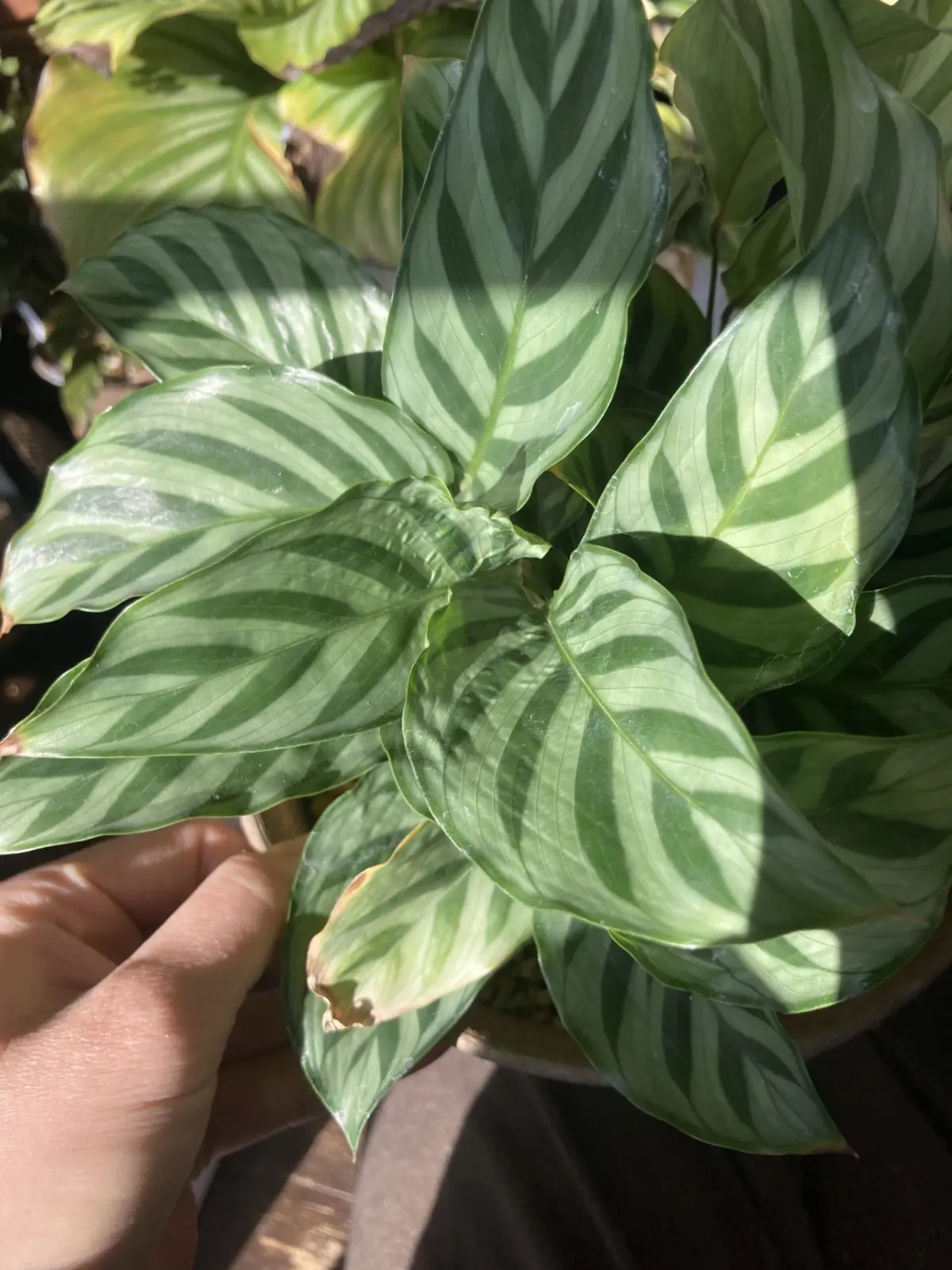 カラテア　フレディ