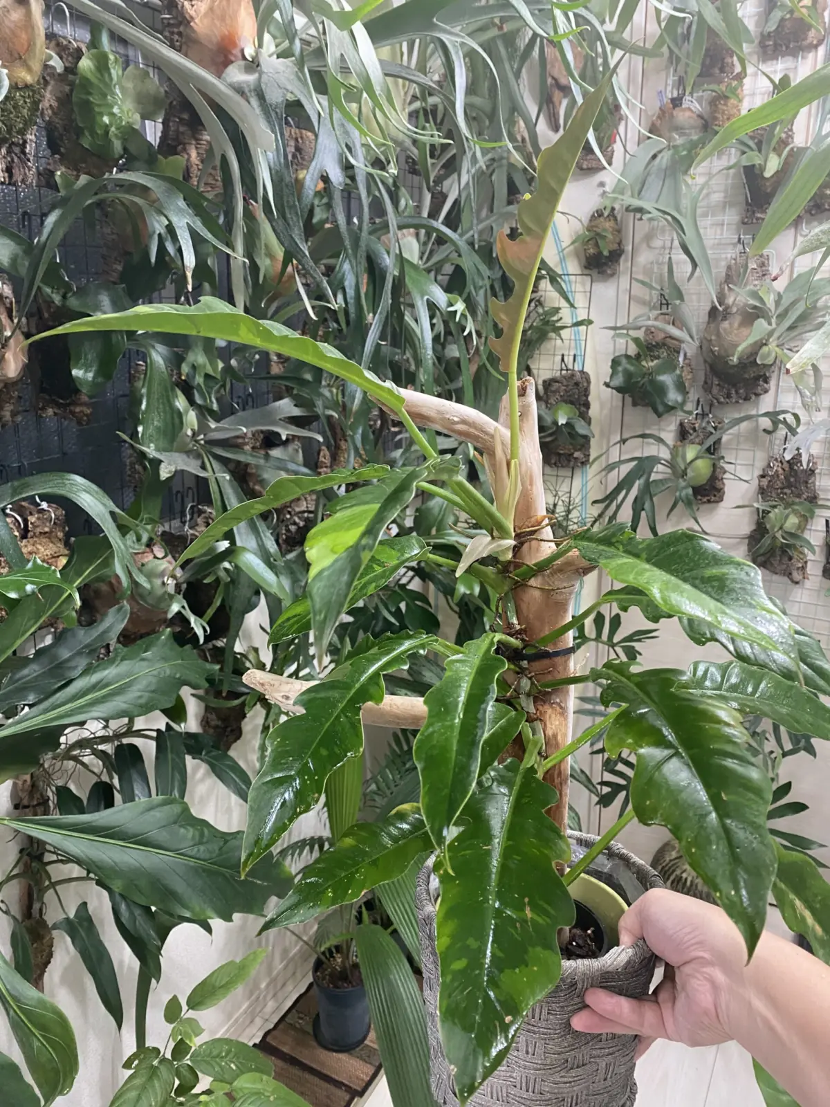 フィロデンドロン　リングオブファイア