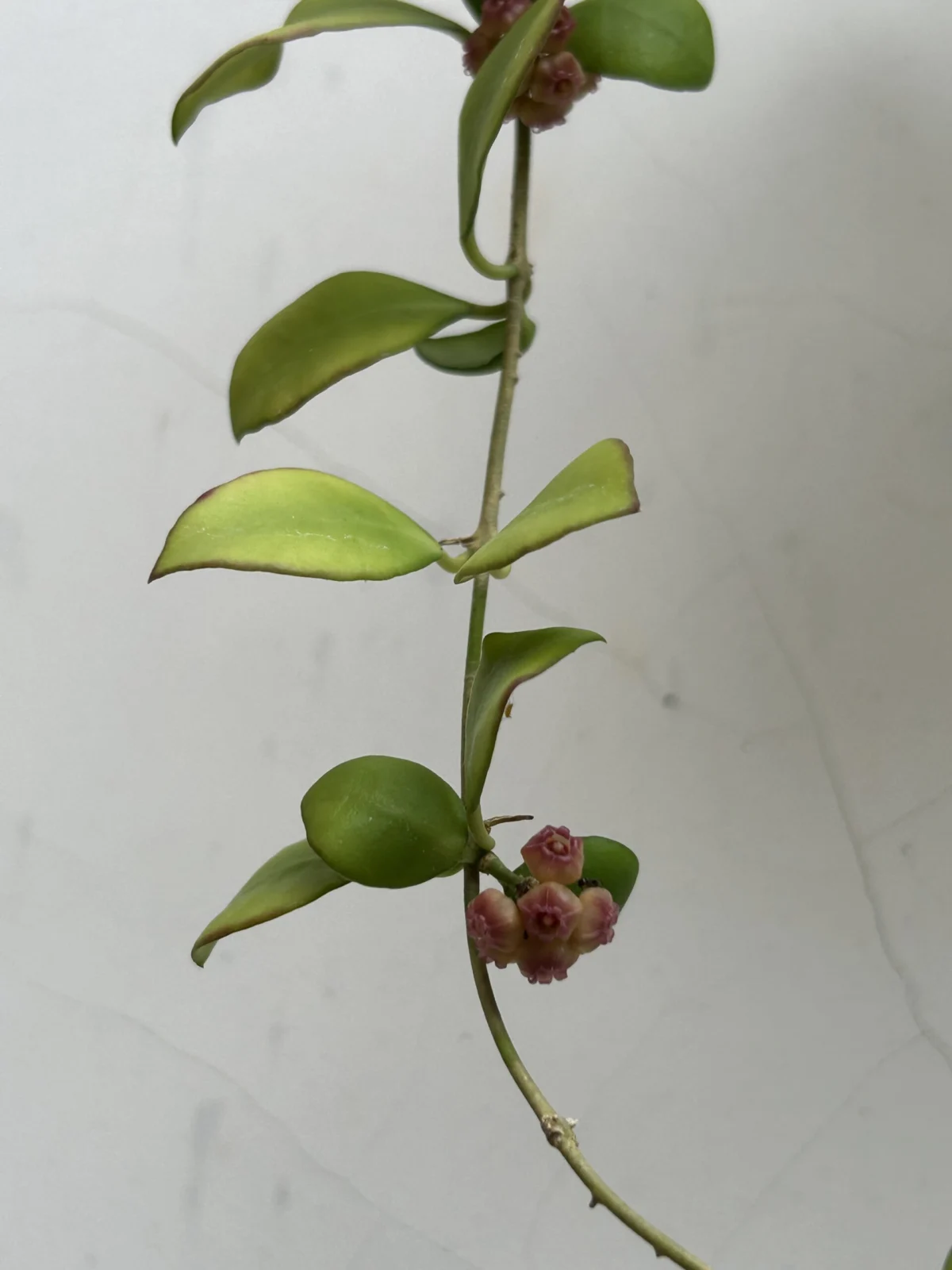 ホヤ　ヘウスケリアナ　花