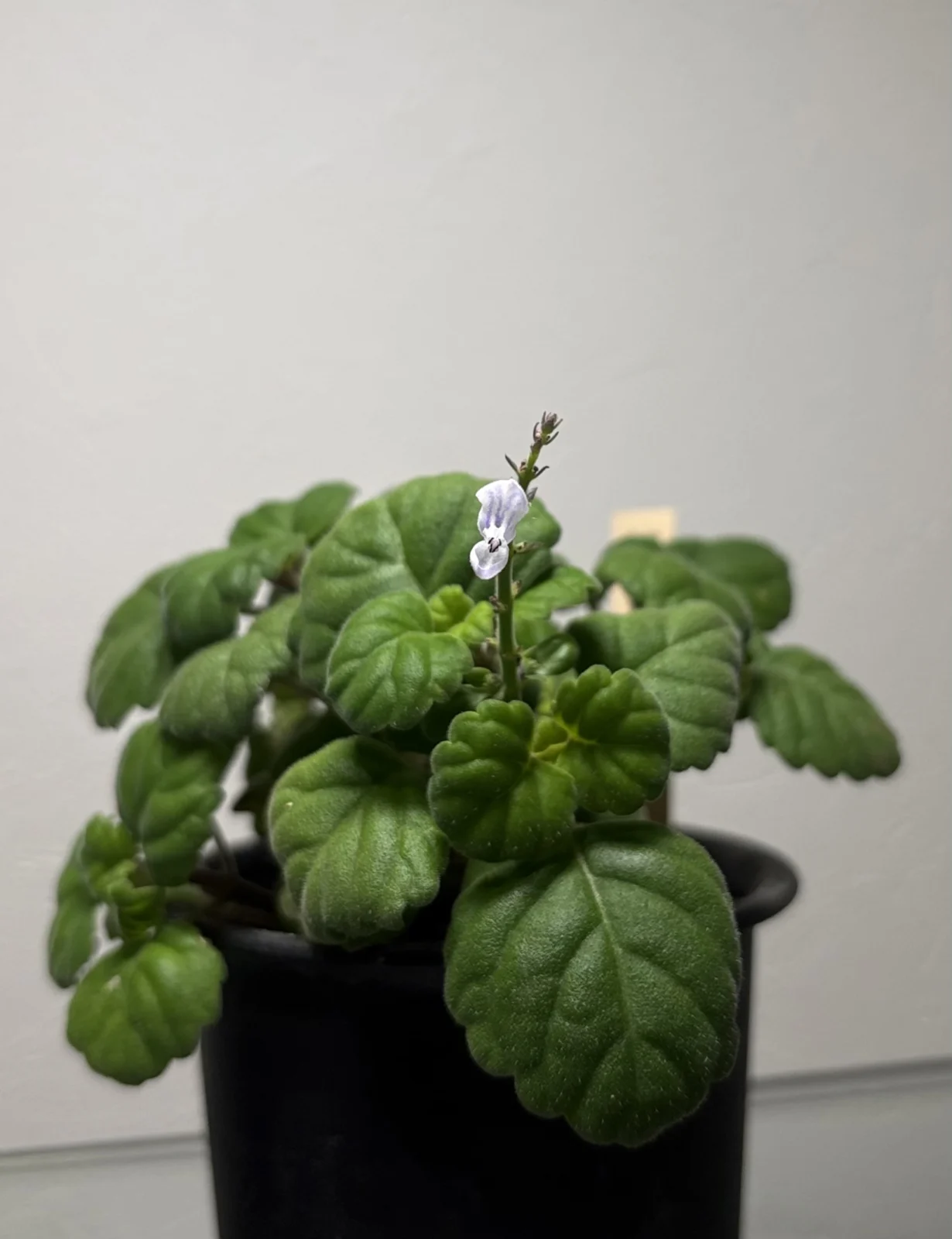 プレクトランサス・エルンスティー　　’ Plectranthus ernstii’