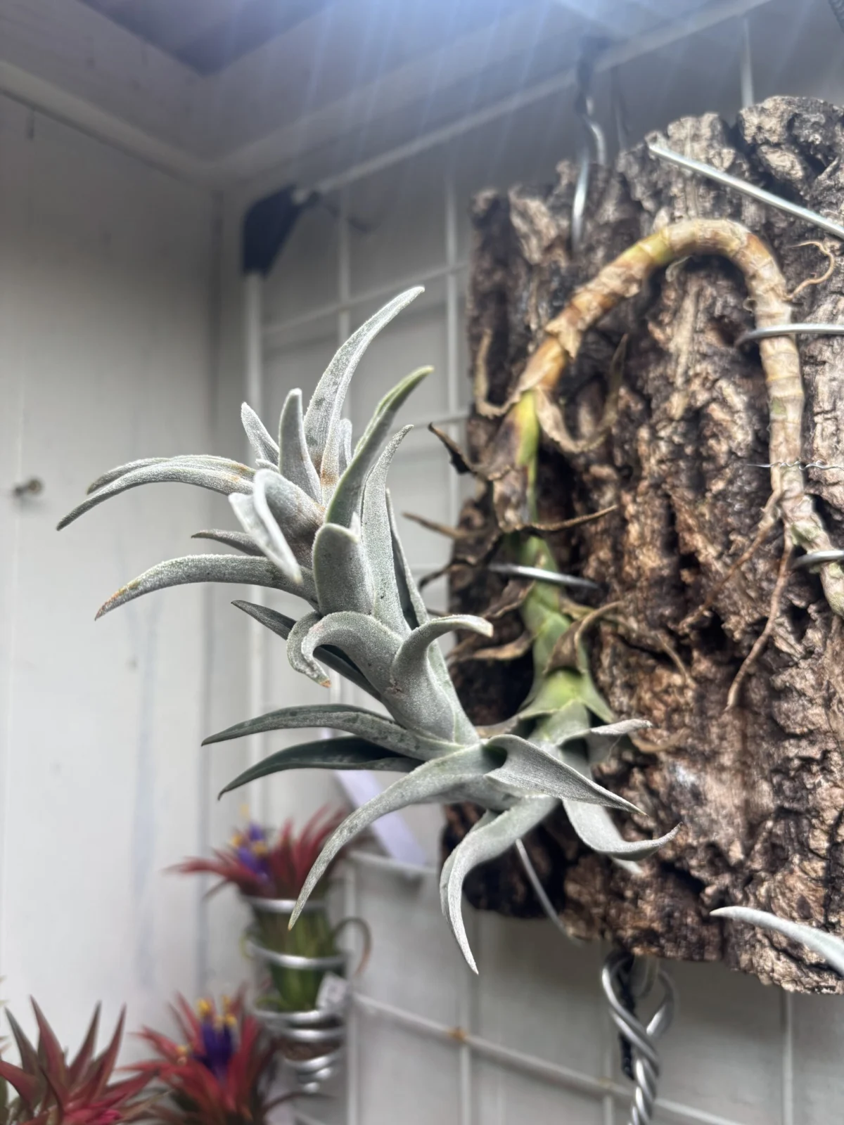 ティランジア エディシアエ