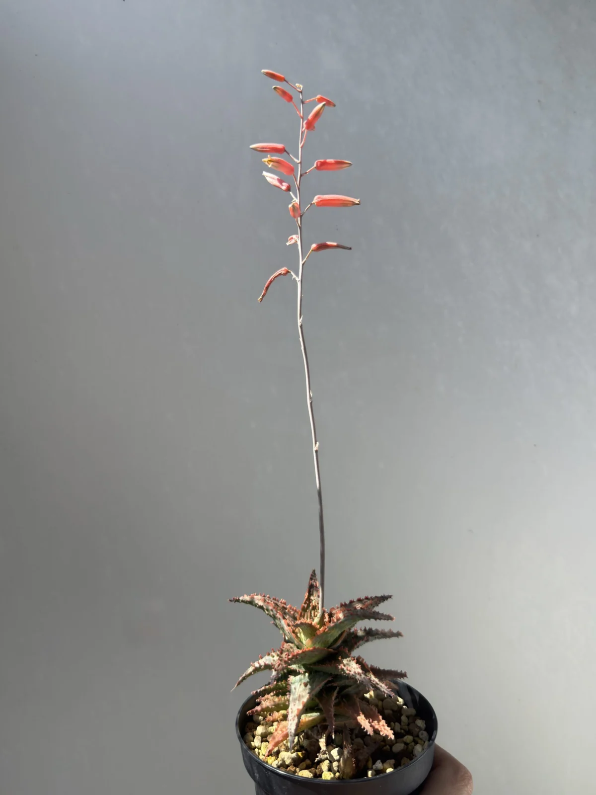 アロエ 札落ち 開花
