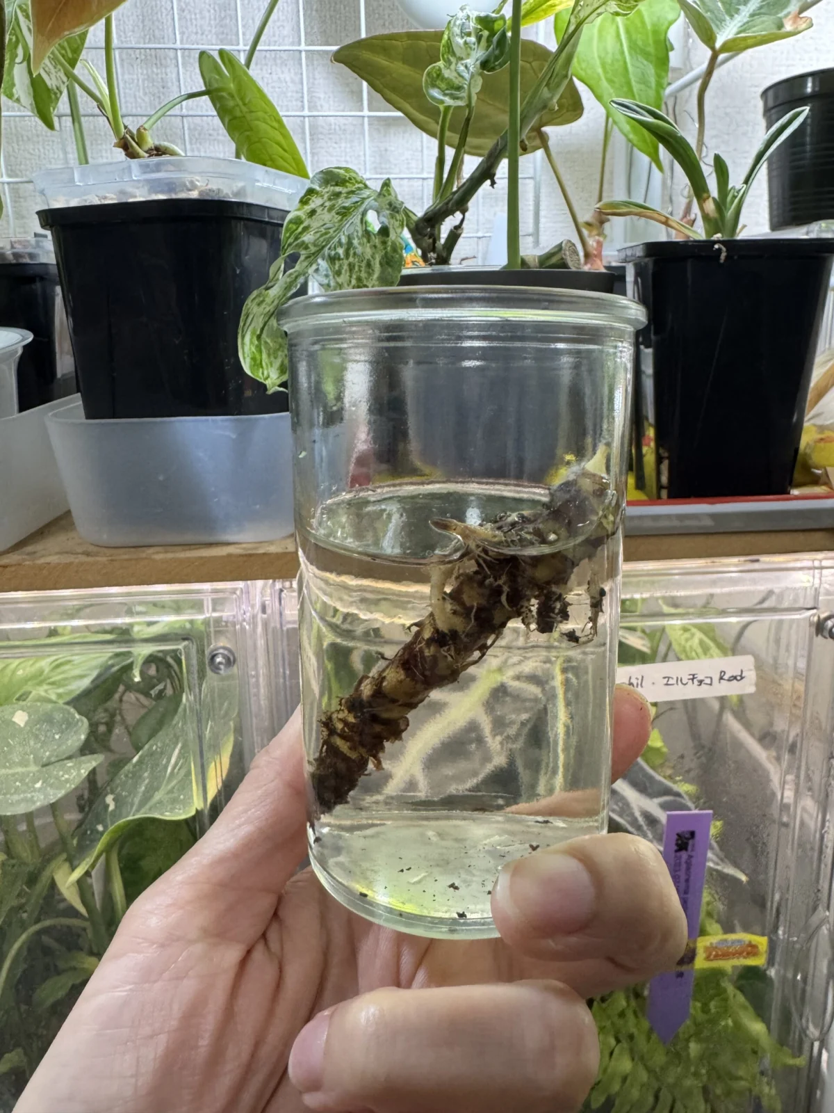 アロカシア　ジャックリン