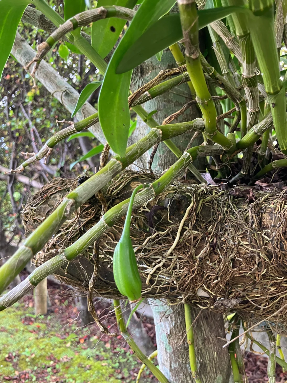 デンドロビウム 結実