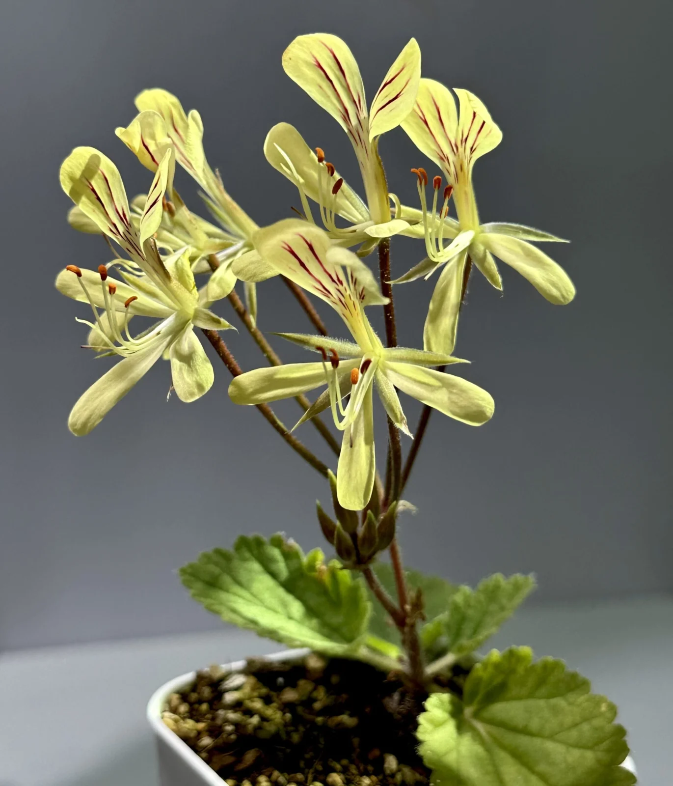 ペラルゴニウム　オブロンガツム　塊根植物