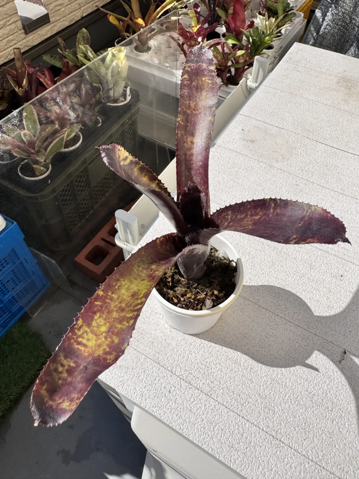 ネオレゲリア　ブラックベリー