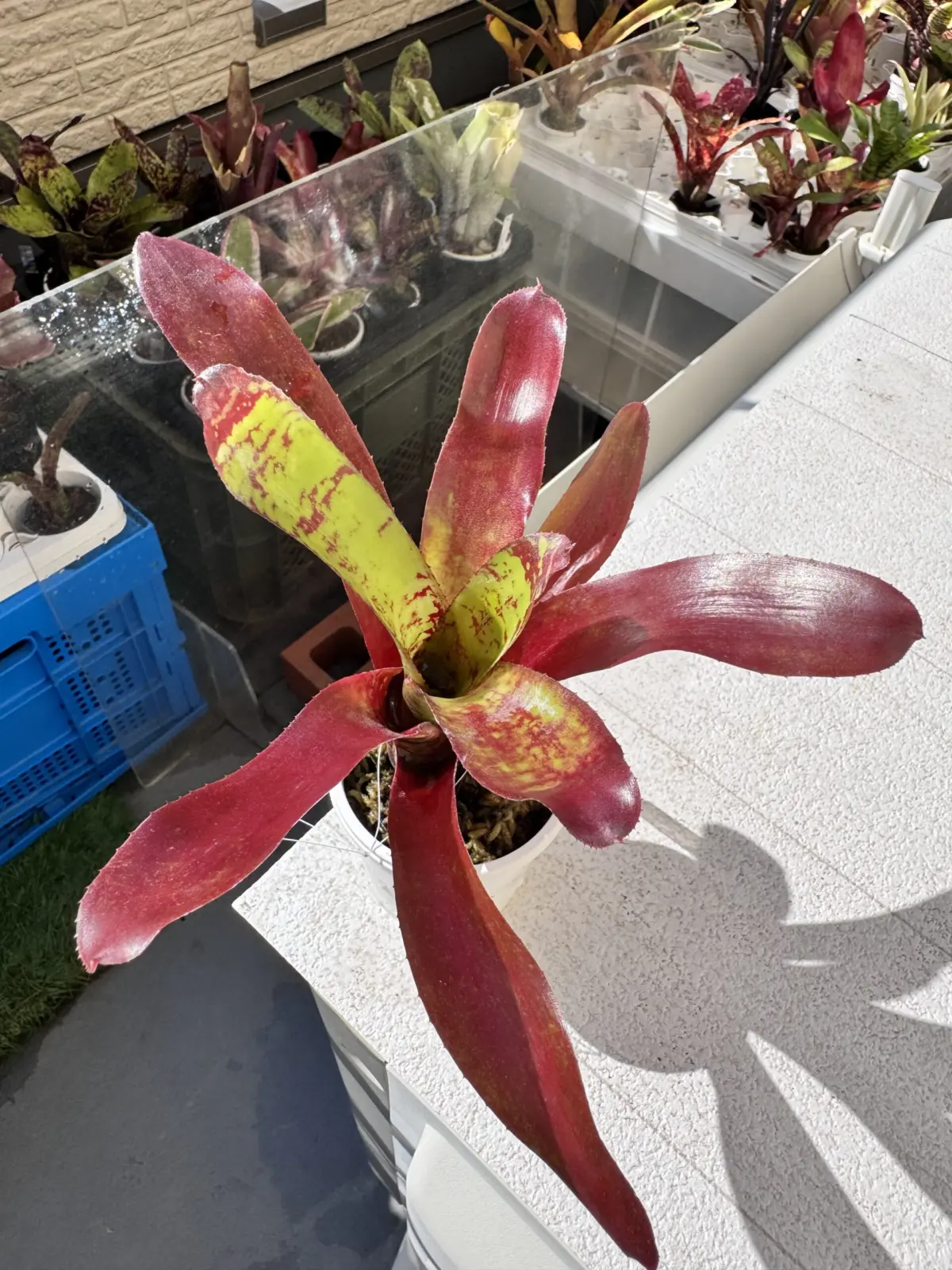 ネオレゲリア　ダックスープ