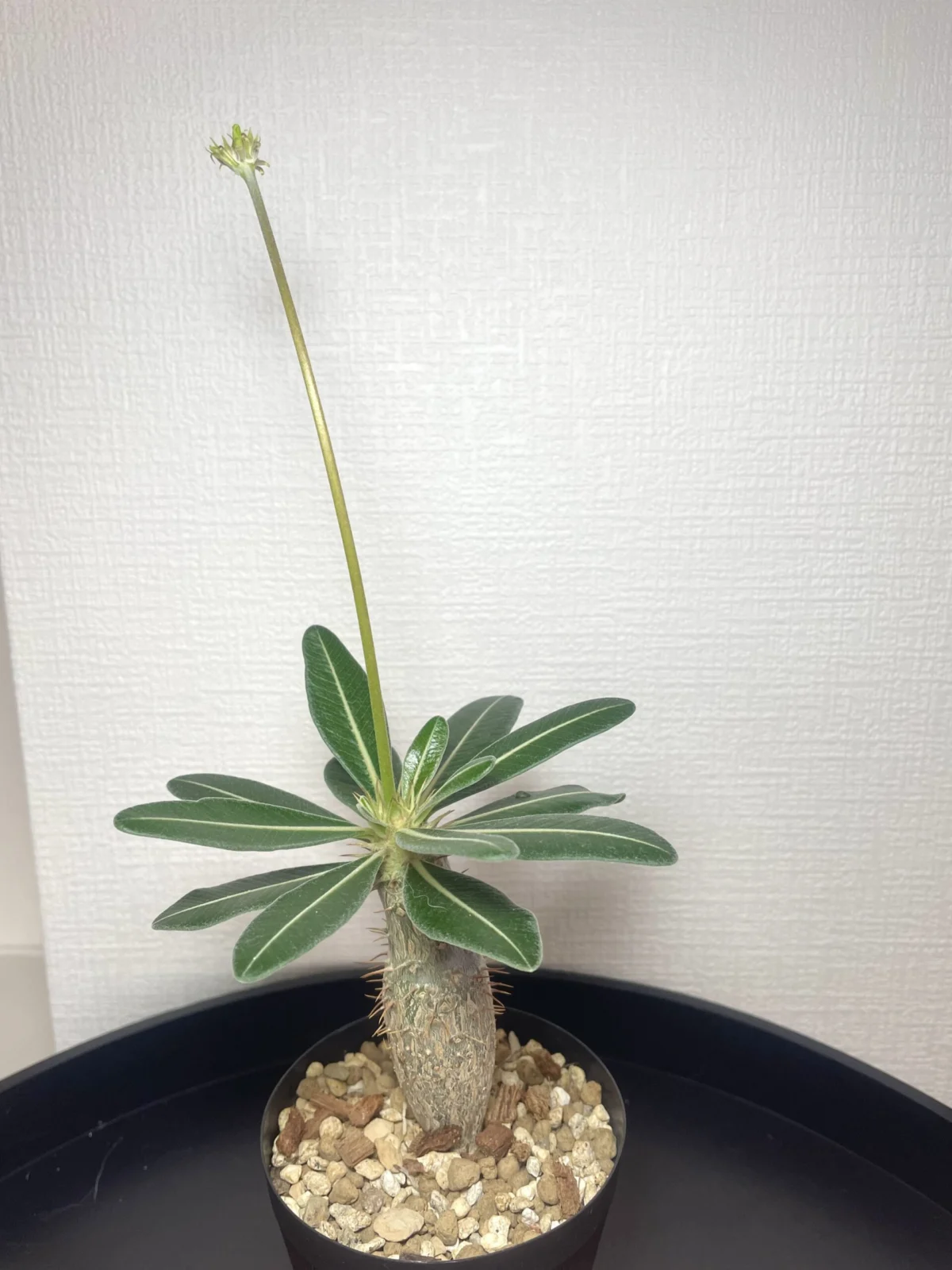 パキポディウ　カクチペス　花芽