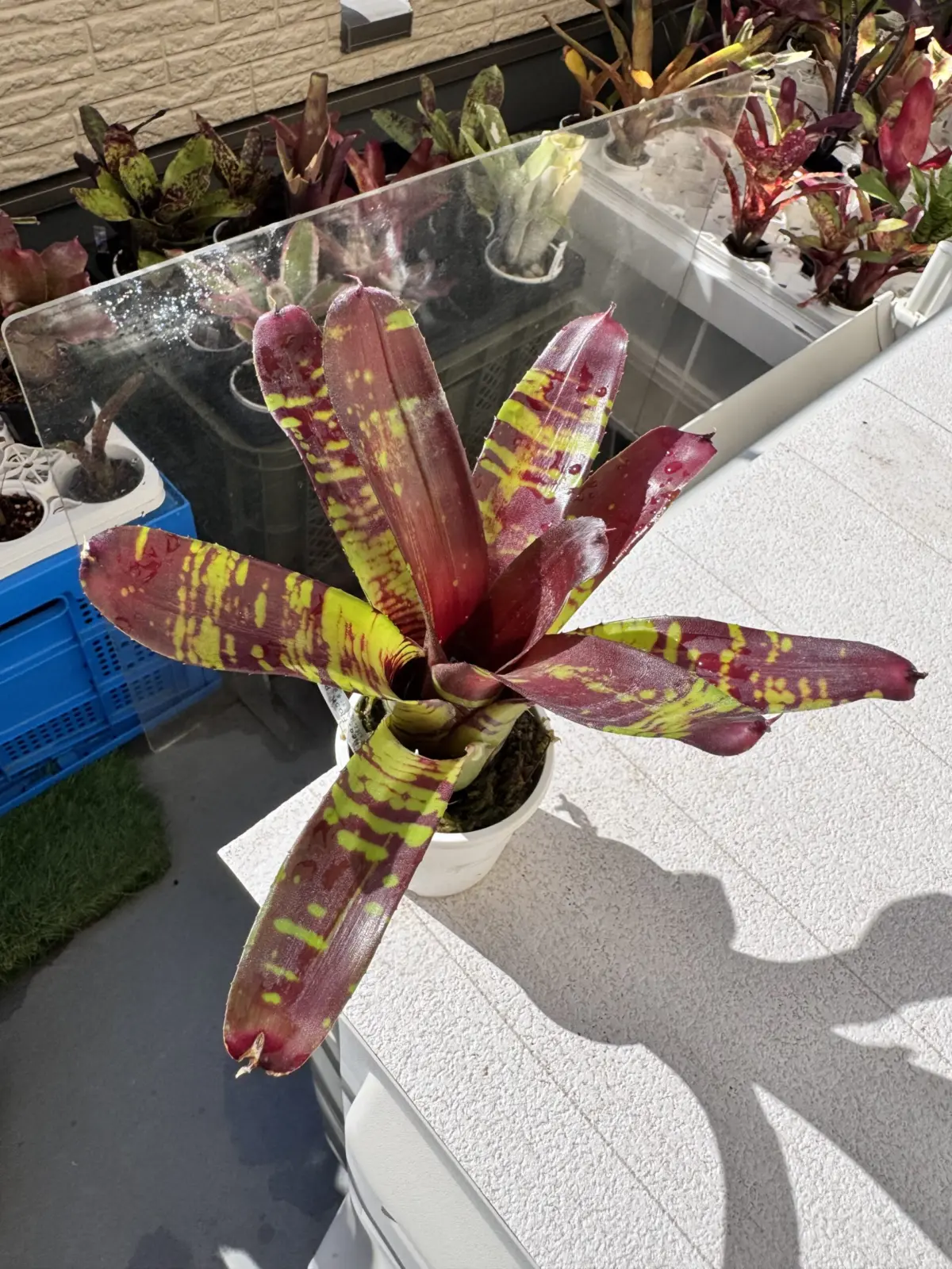 ネオレゲリア　フラッシュポイント