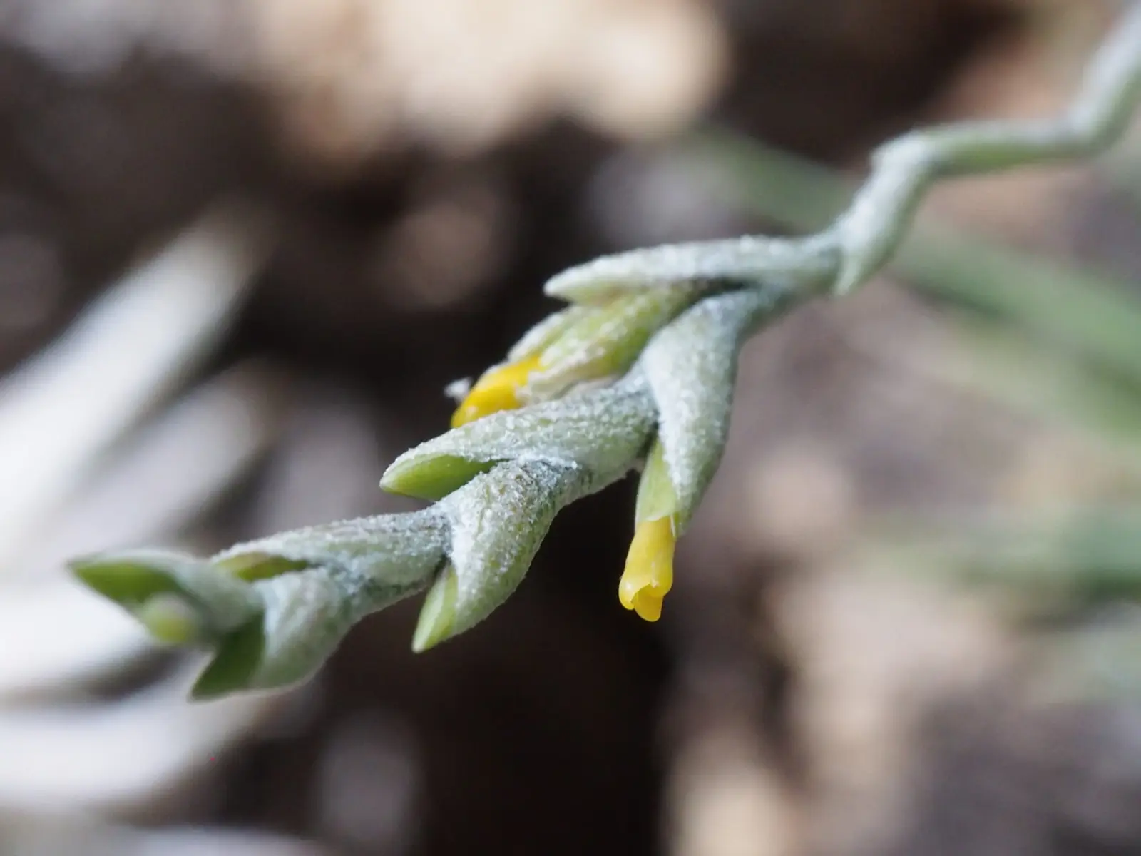 ティランジア　ロリアセア　花