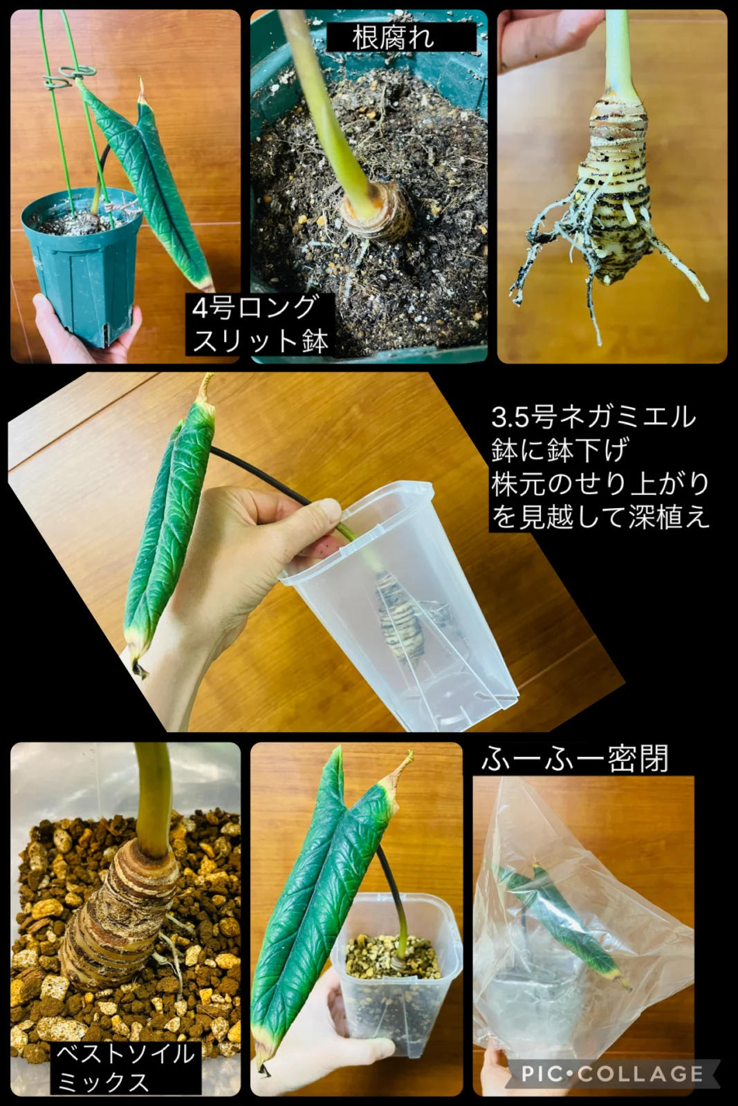 アロカシア スカルプラム 植替えや