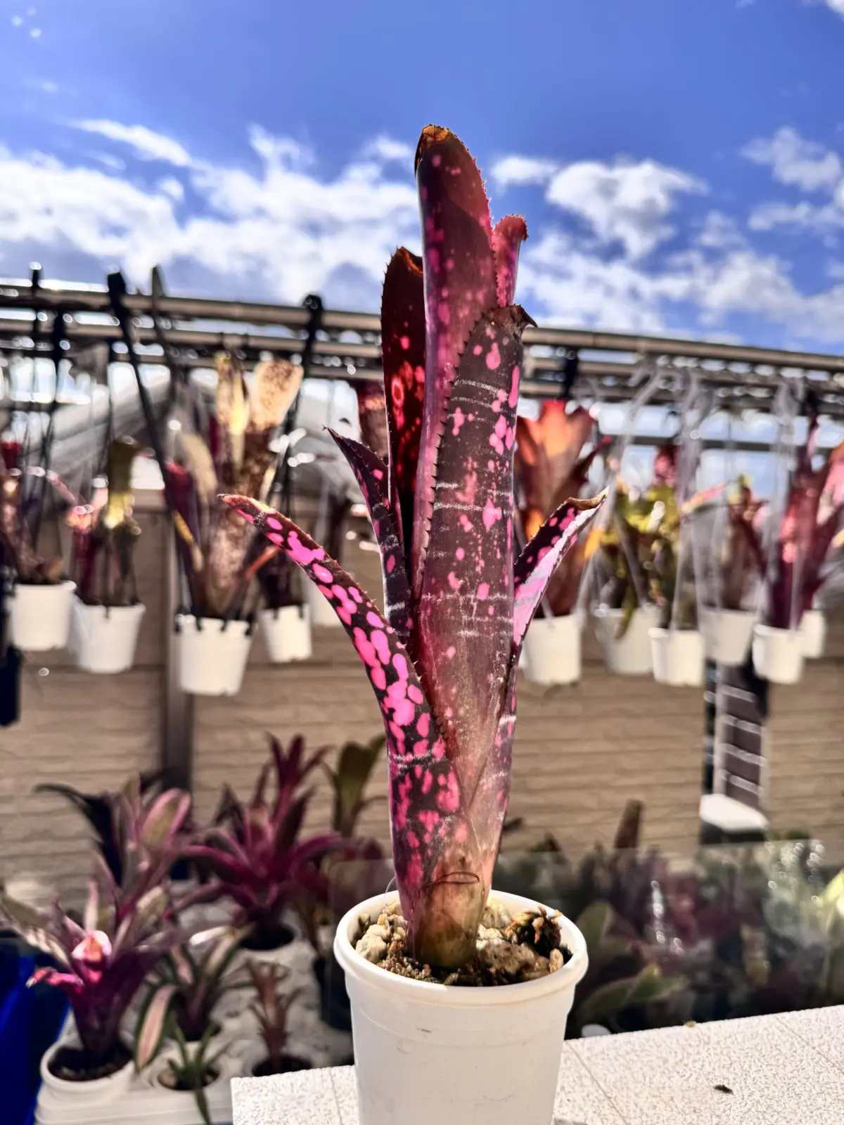 ビルベルギア　インセンディアリーデライト