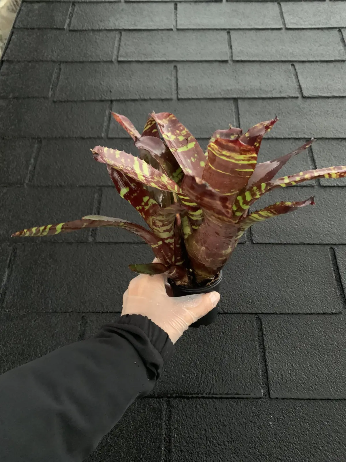 ネオレゲリア　ヴィンサンツドラゴンフライ