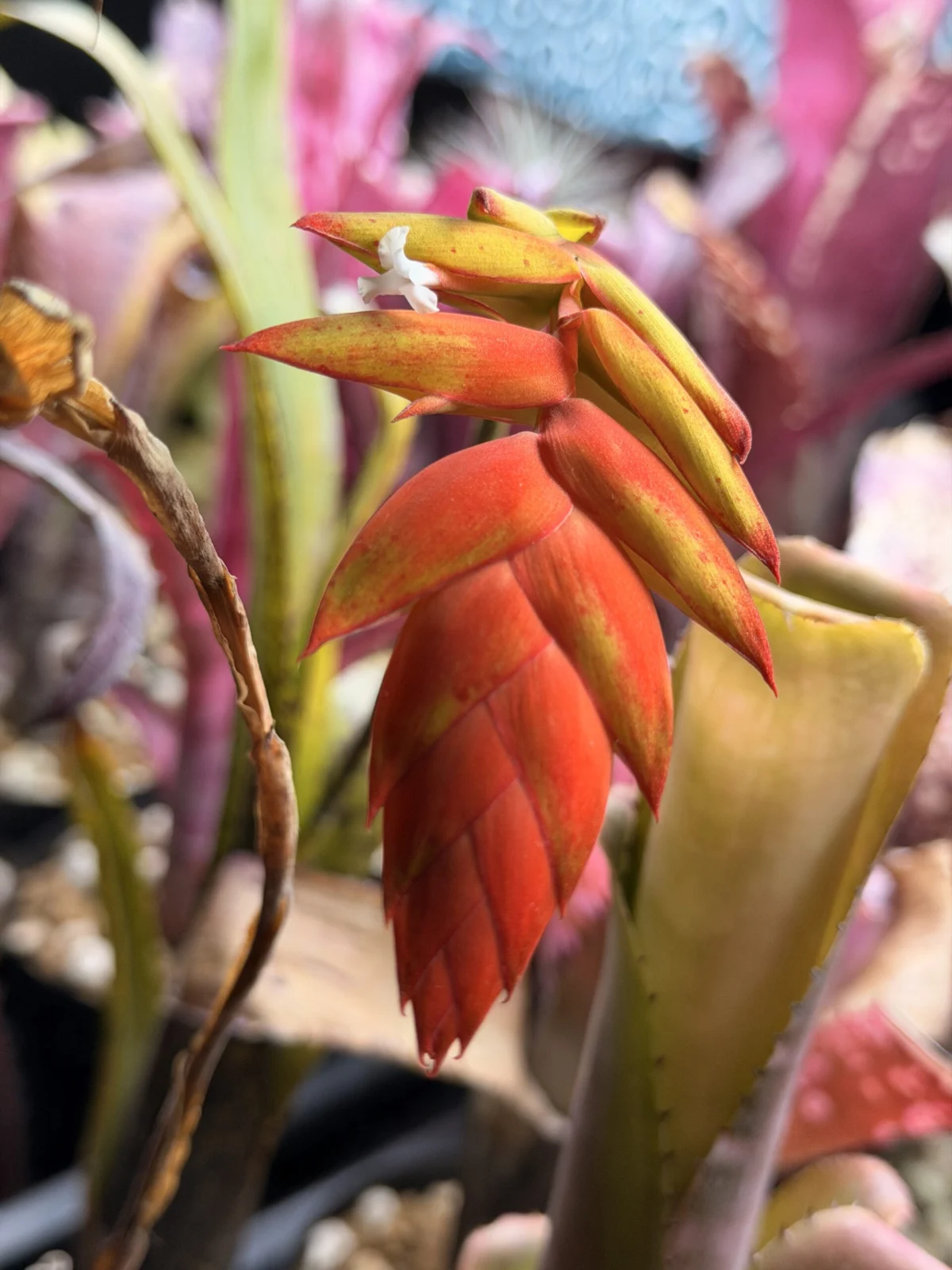 ラシナエア ダイエリアナ