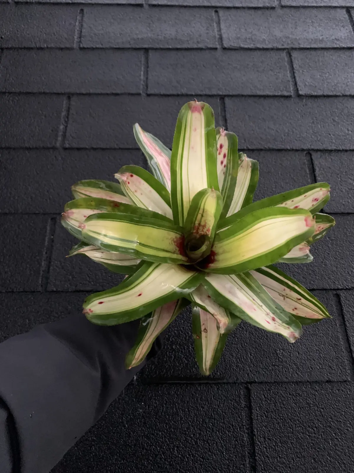 ネオレゲリア　カルナバリア