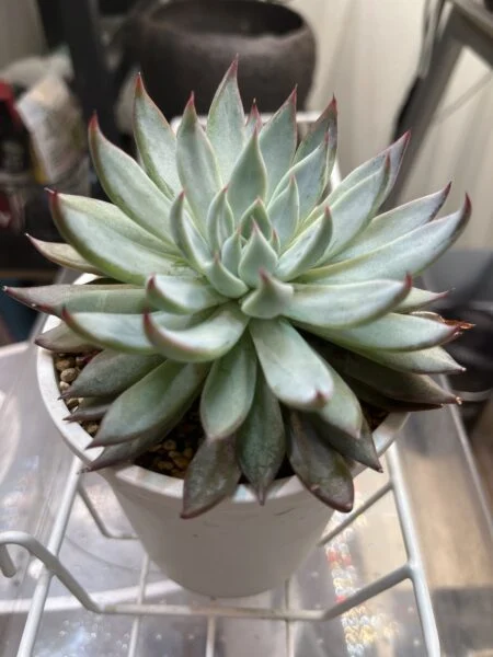 多肉植物 エケベリア 青鬼