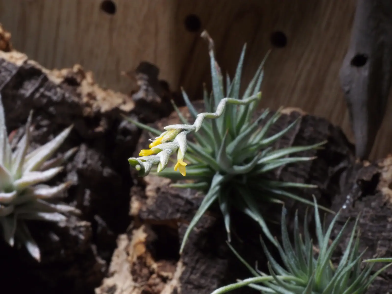 ティランジア ロリアセア 花