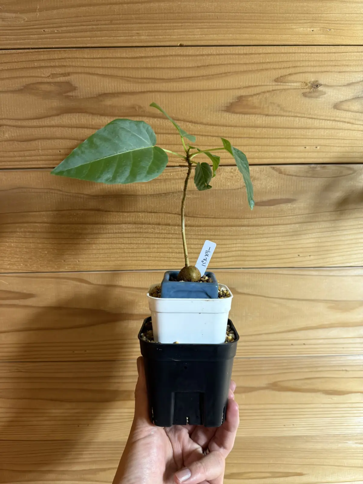 フィカス　パルメリー