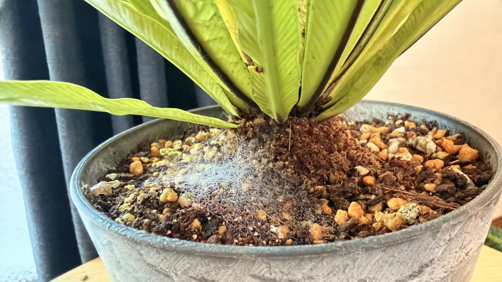 アスプレニウム