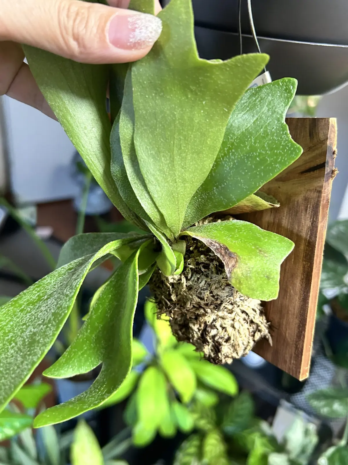 ビカクシダ　ネザーランド　成長点隣同士