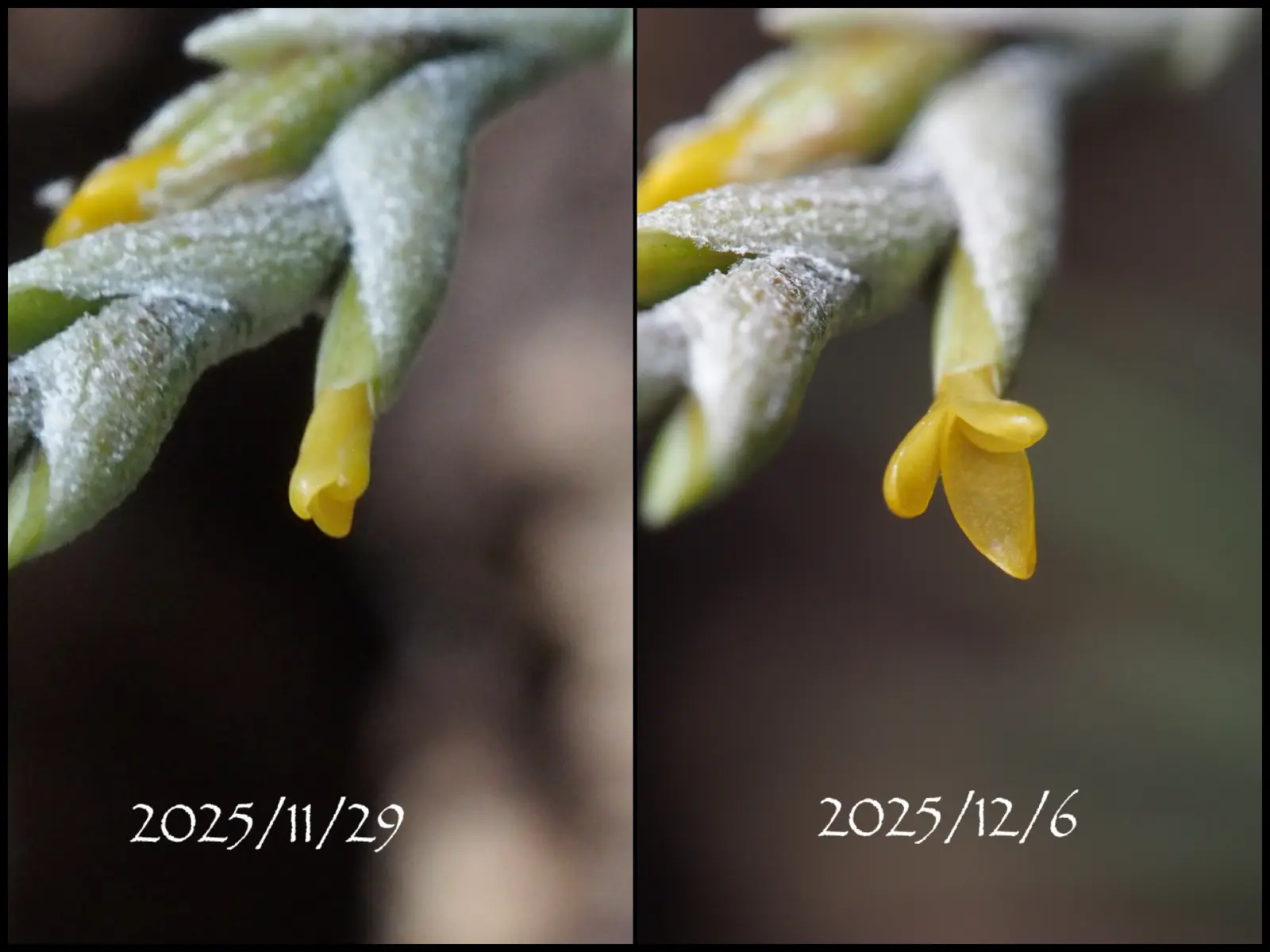 ティランジア ロリアセア 花