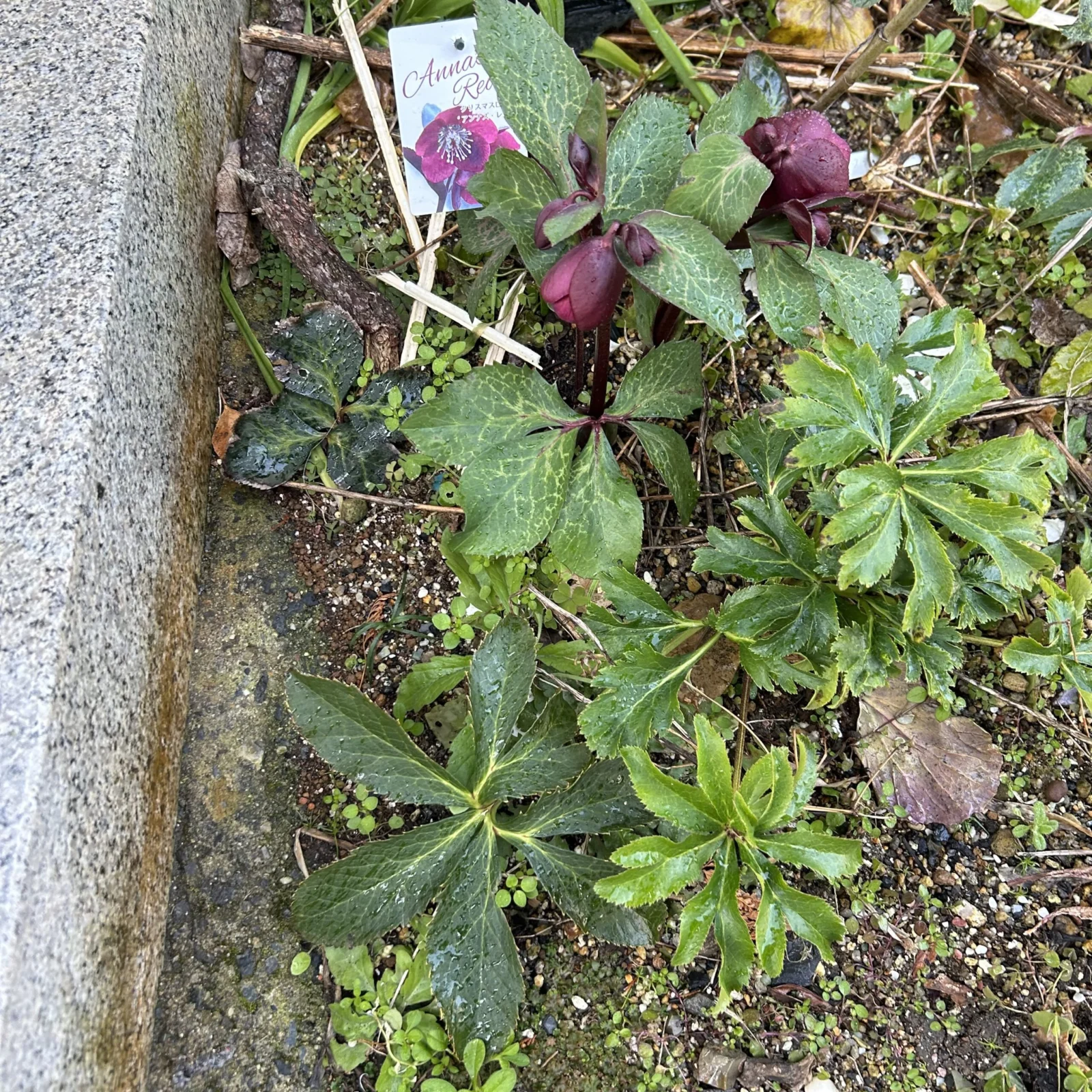 ヘレボルス アンナズレッド