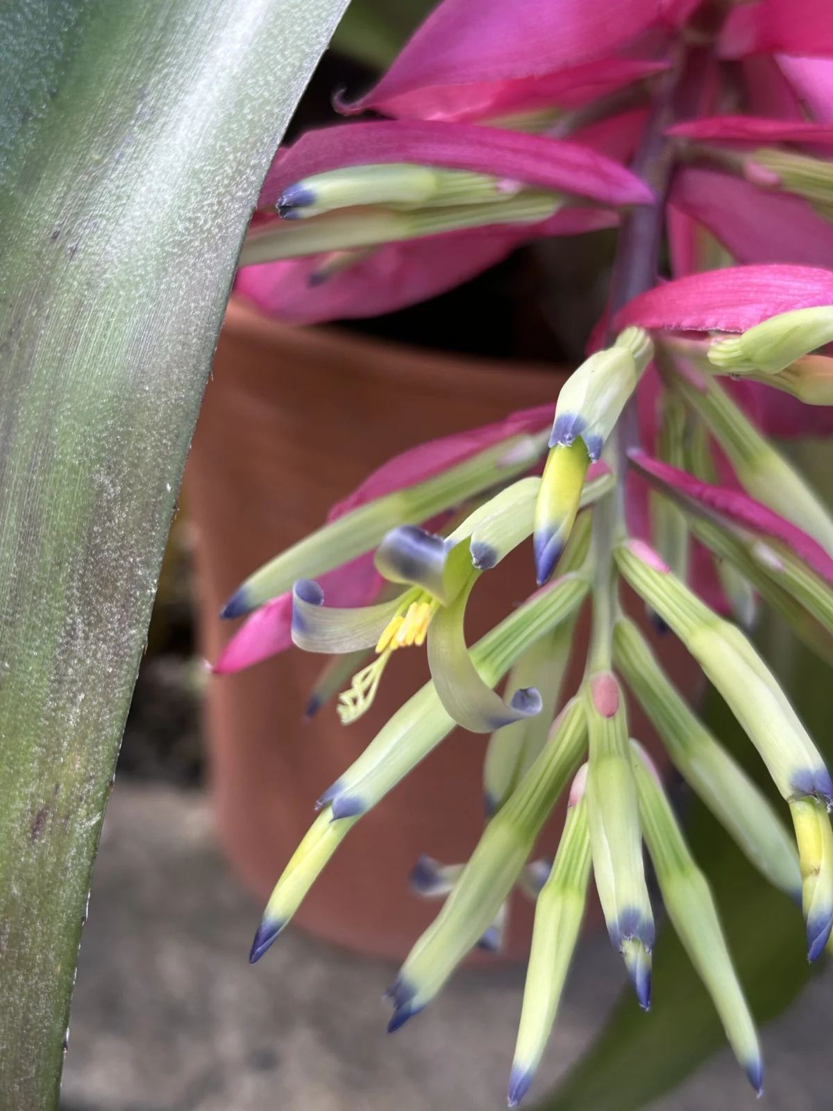 ビルベルギア　セボン　花