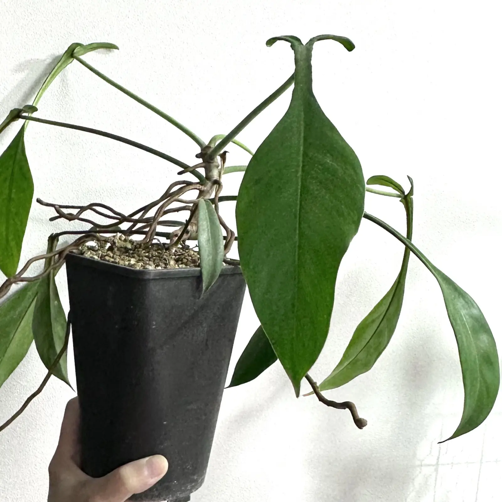 フィロデンドロン　ジョーピー