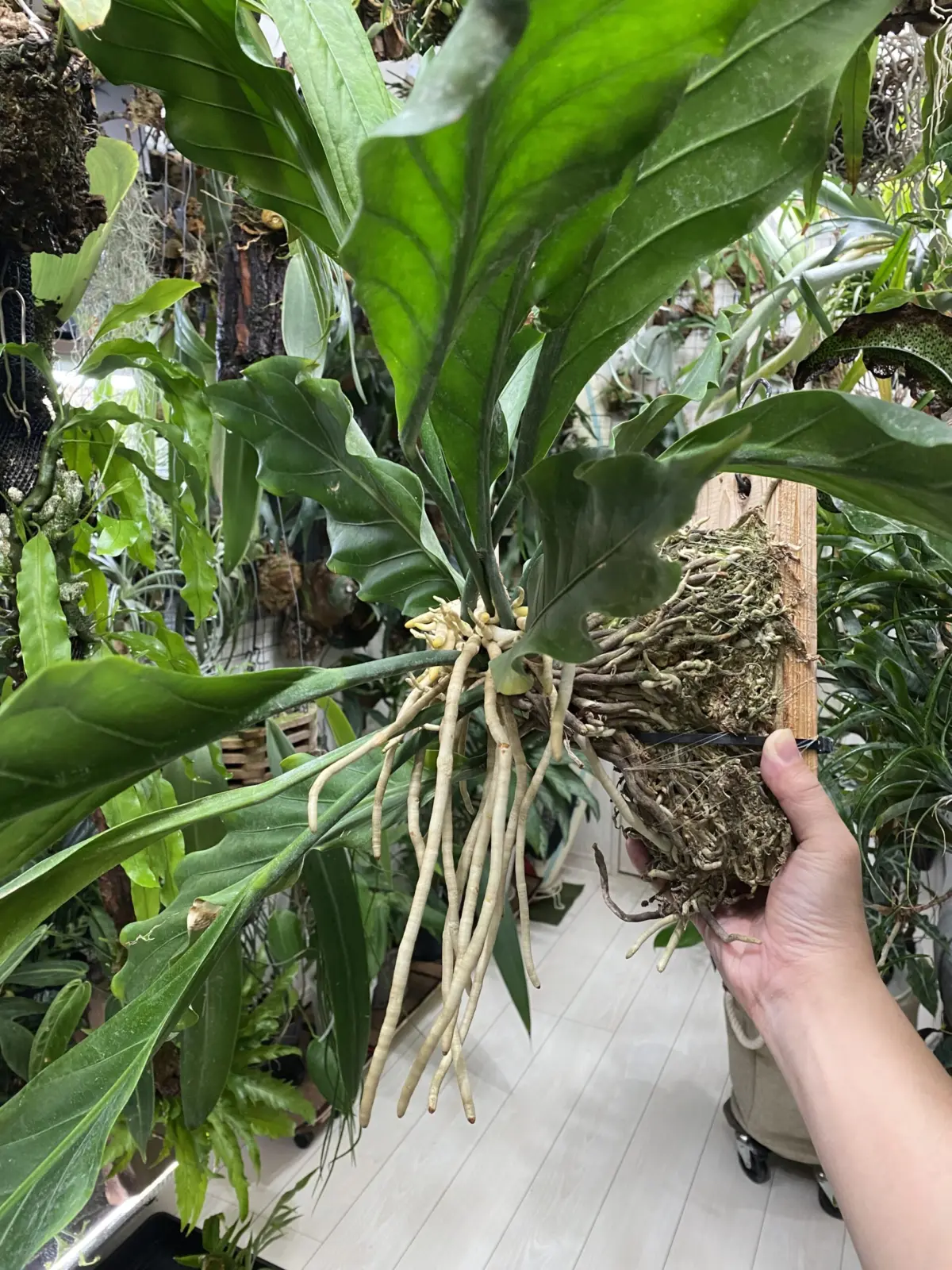 アンスリウム　フーケリー