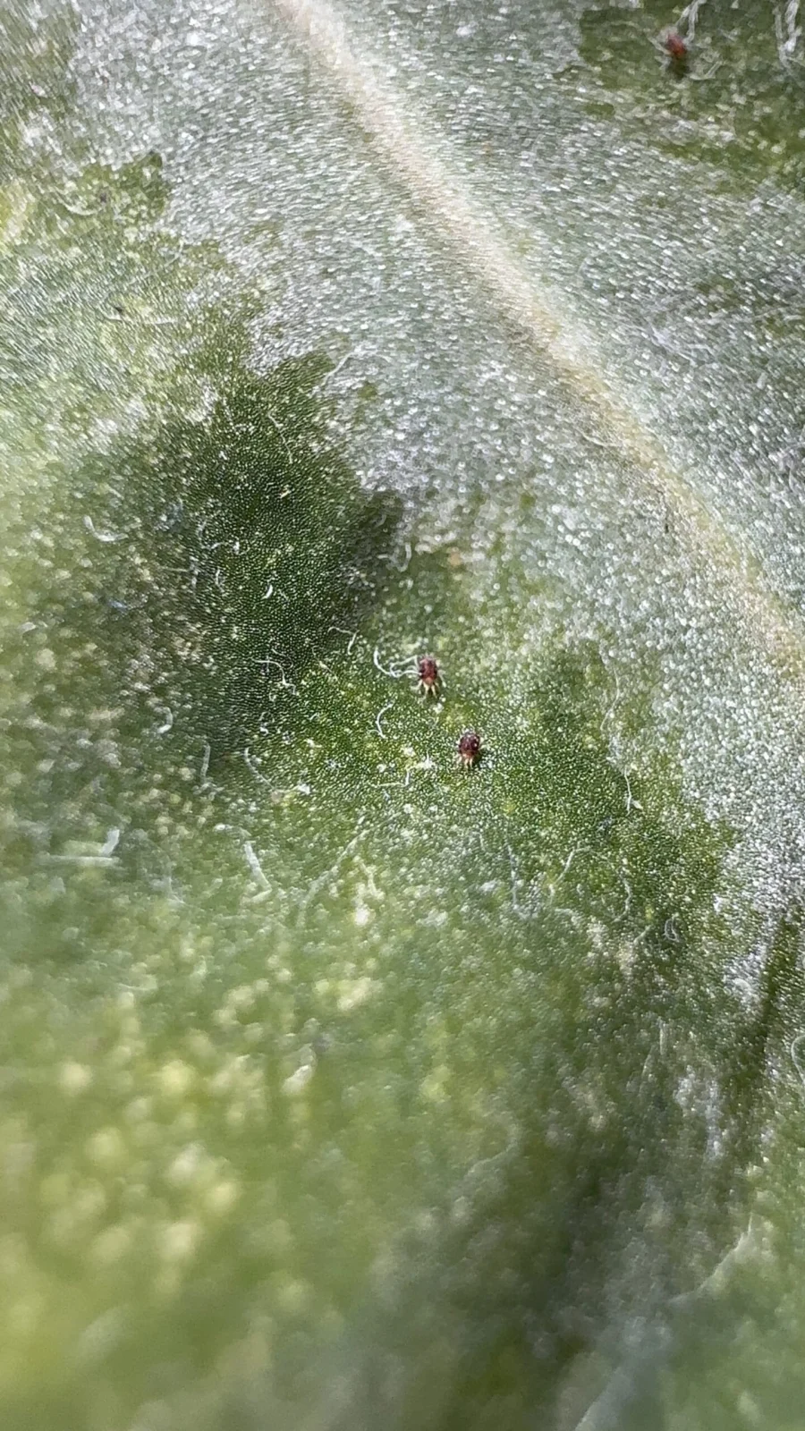 アンスリウム　ハダニ　害虫