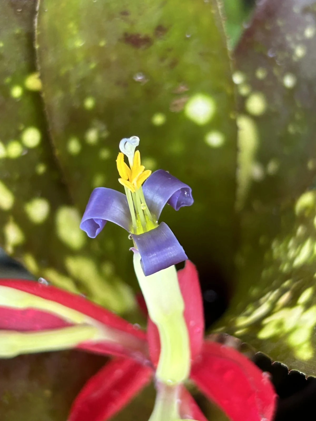 ビルベルギア　ハレルヤ　花