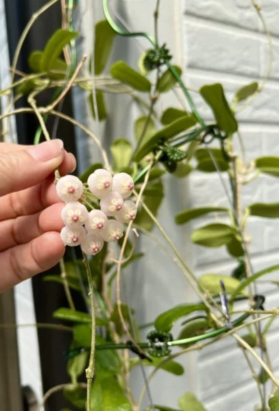 ホヤ ロツンディフォリア 花
