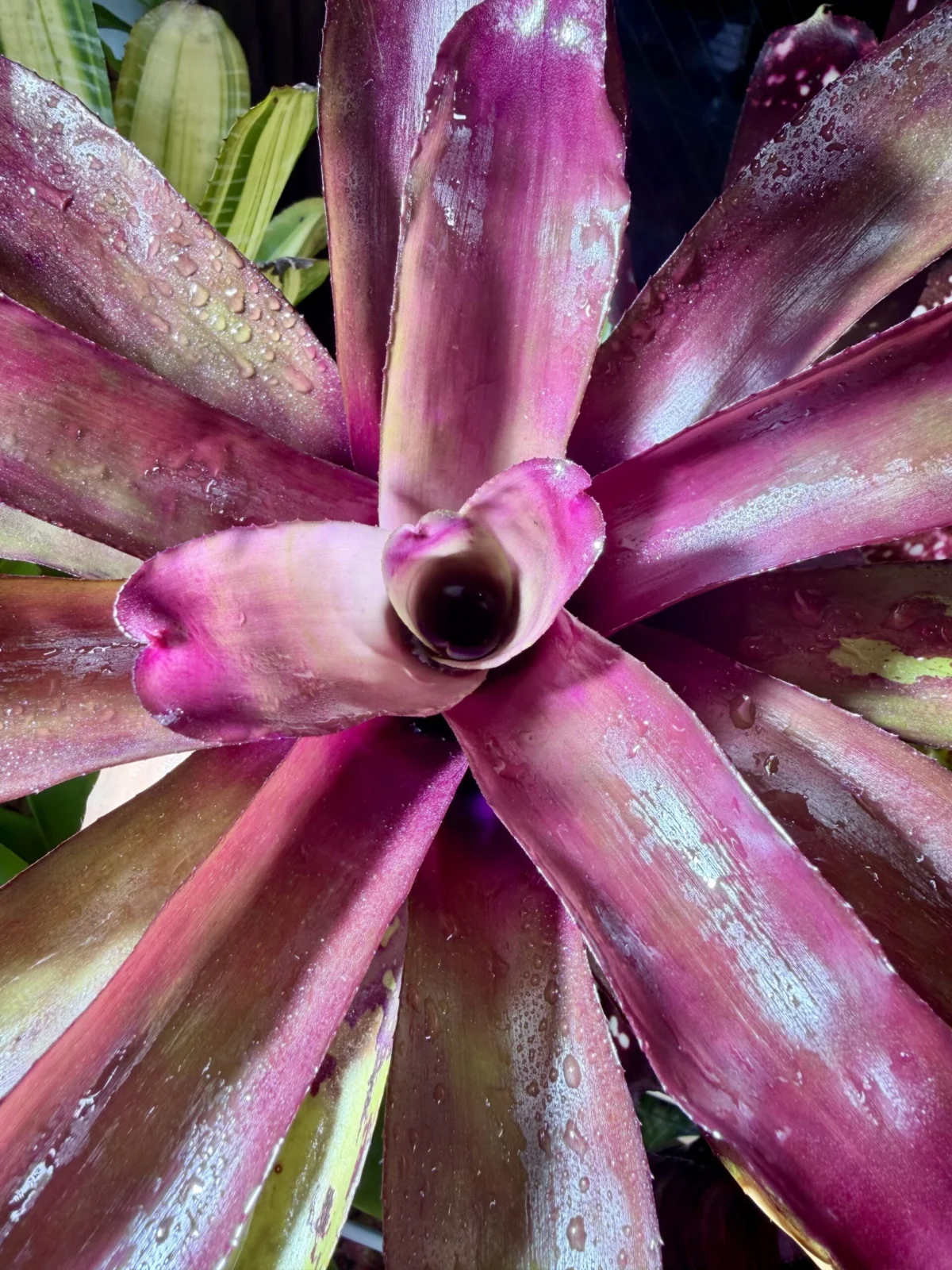 ネオレゲリア　グラナダ