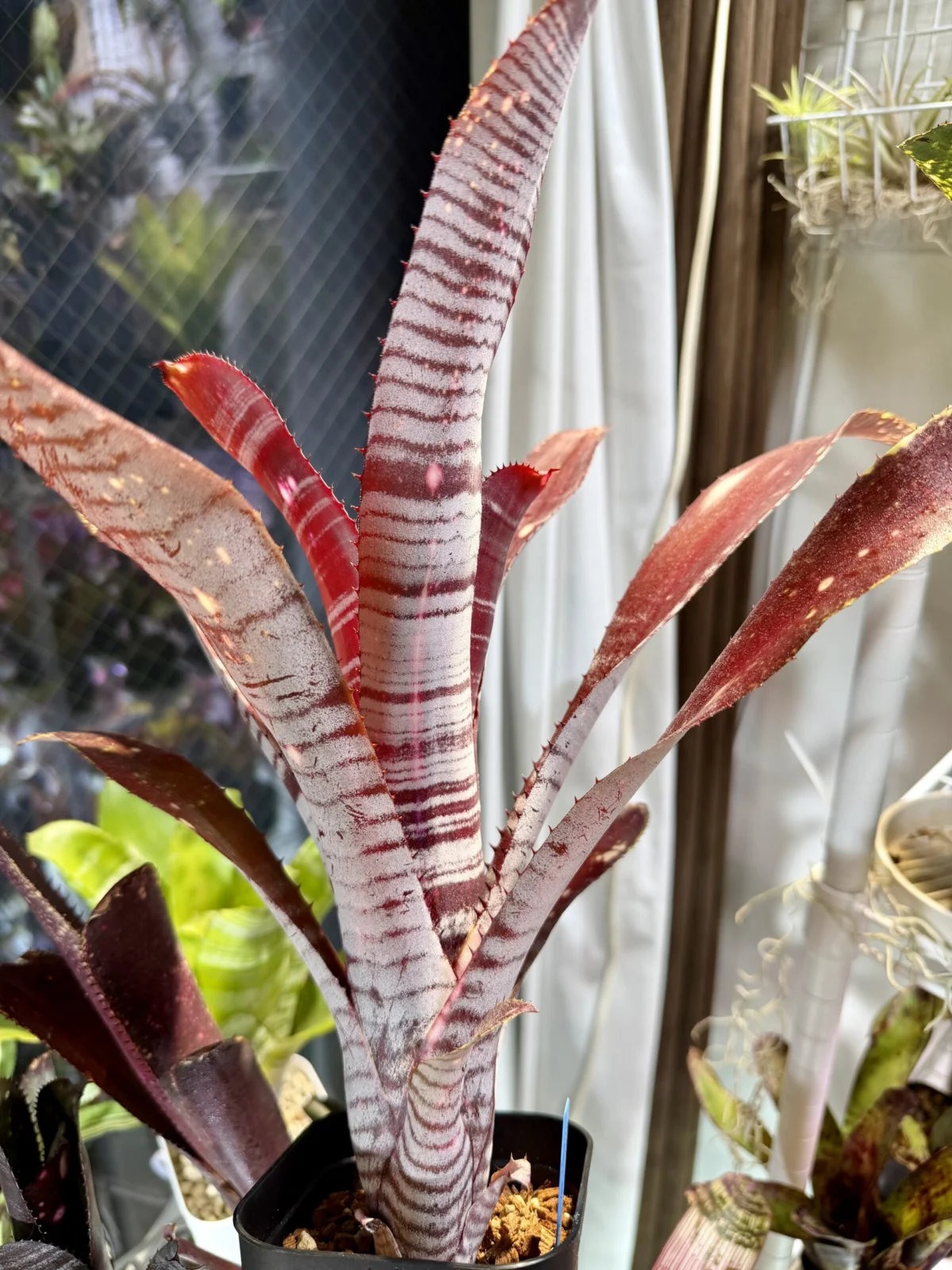 ビルベルギア　タイガーシャーク