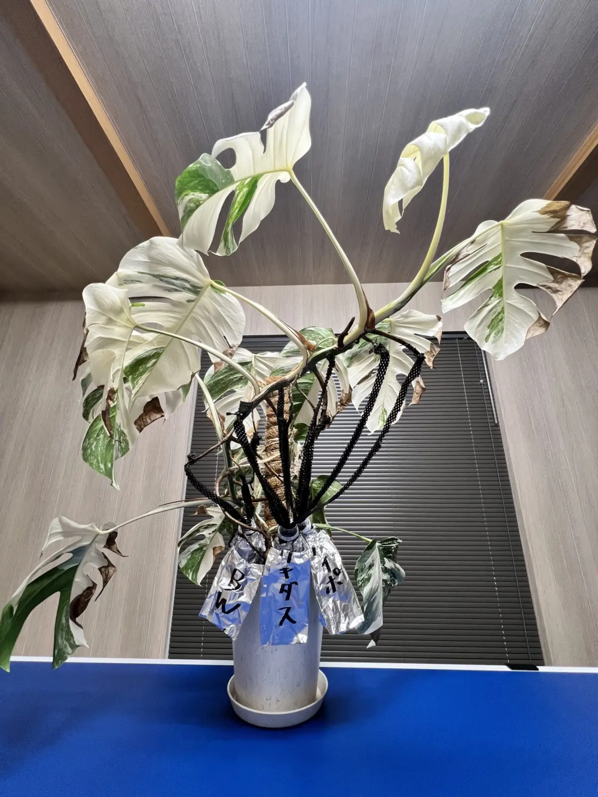 モンステラ　ボルシギアナ　斑入り