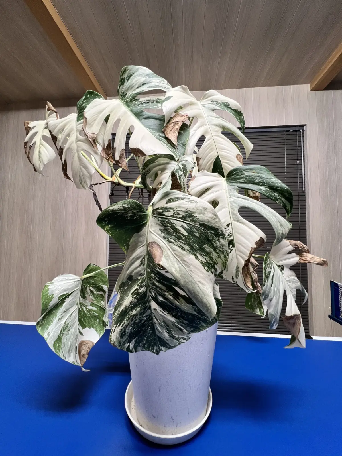 モンステラ　ボルシギアナ　斑入り