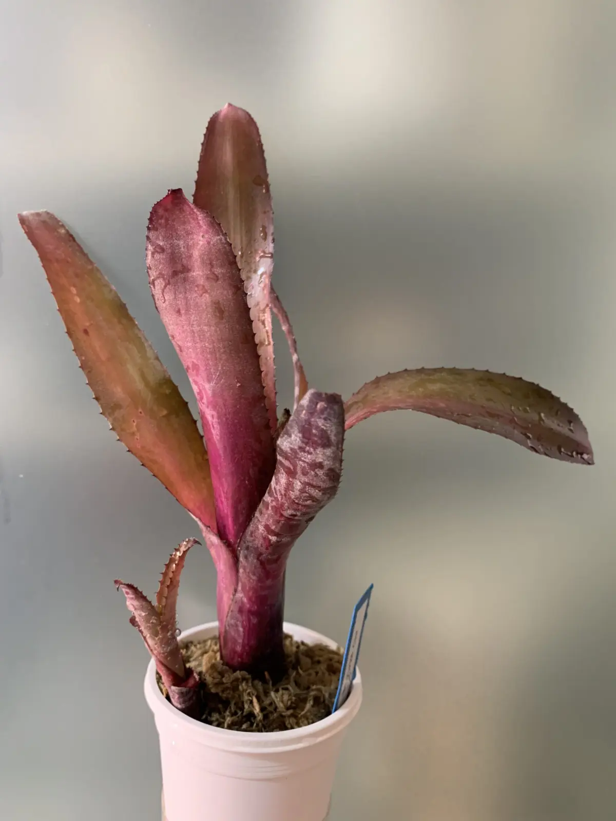 ビルベルギア　パープルカウ