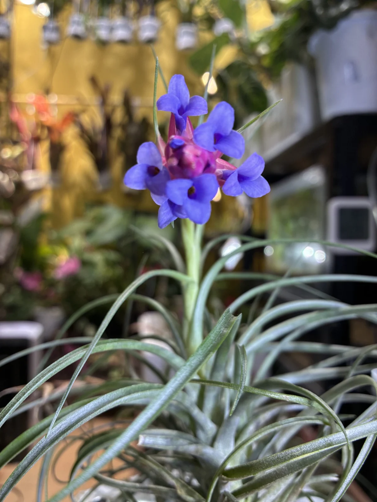 ティランジア　ストリクタ