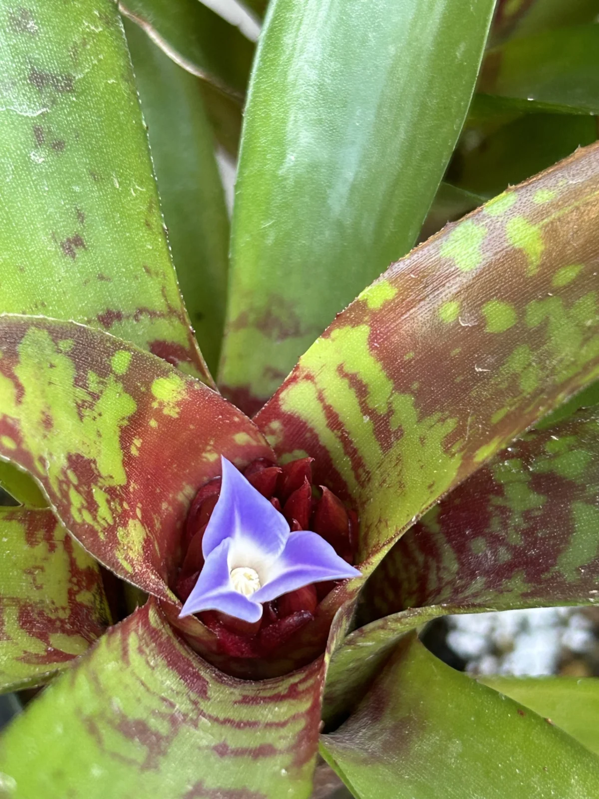 ネオレゲリア　リリープー　花