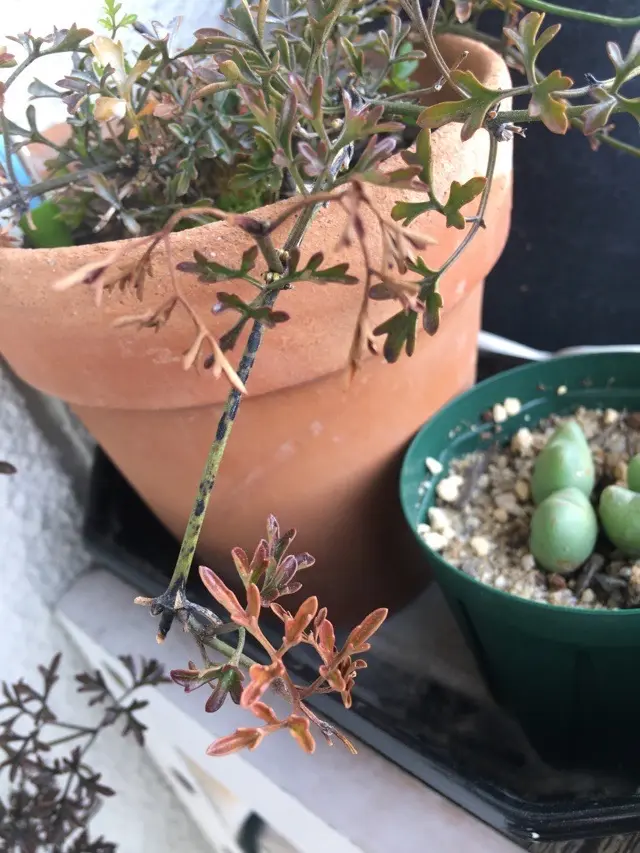 クレマチス　ペトリエイ　黒星病　病気