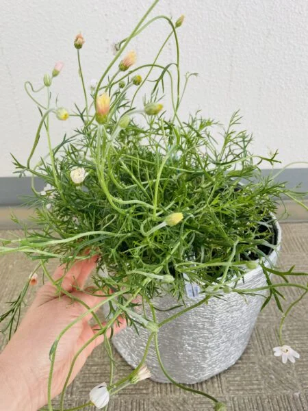 ローダンセマム　挿木株が開花