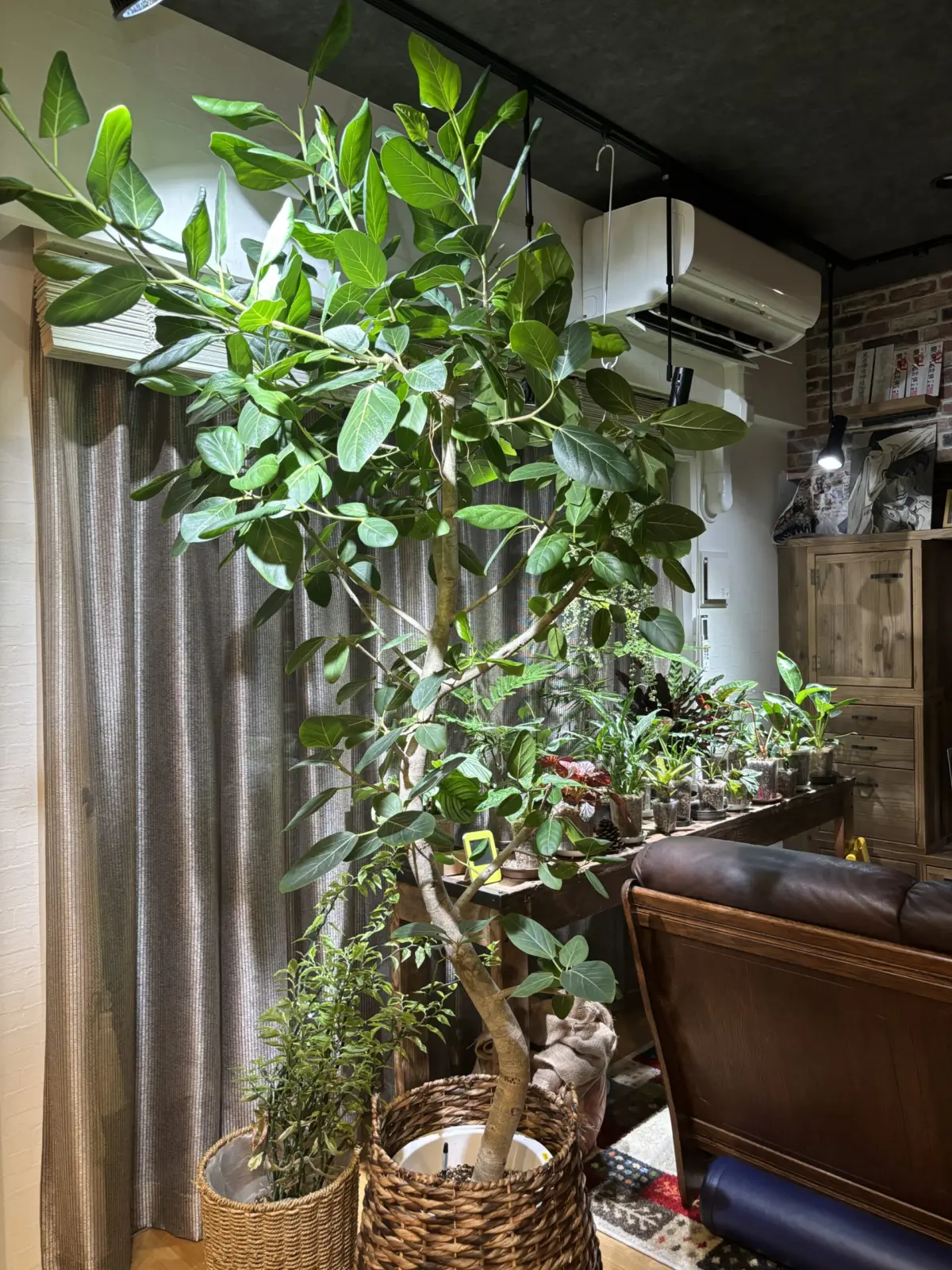 フィカス　ベンガレンシス