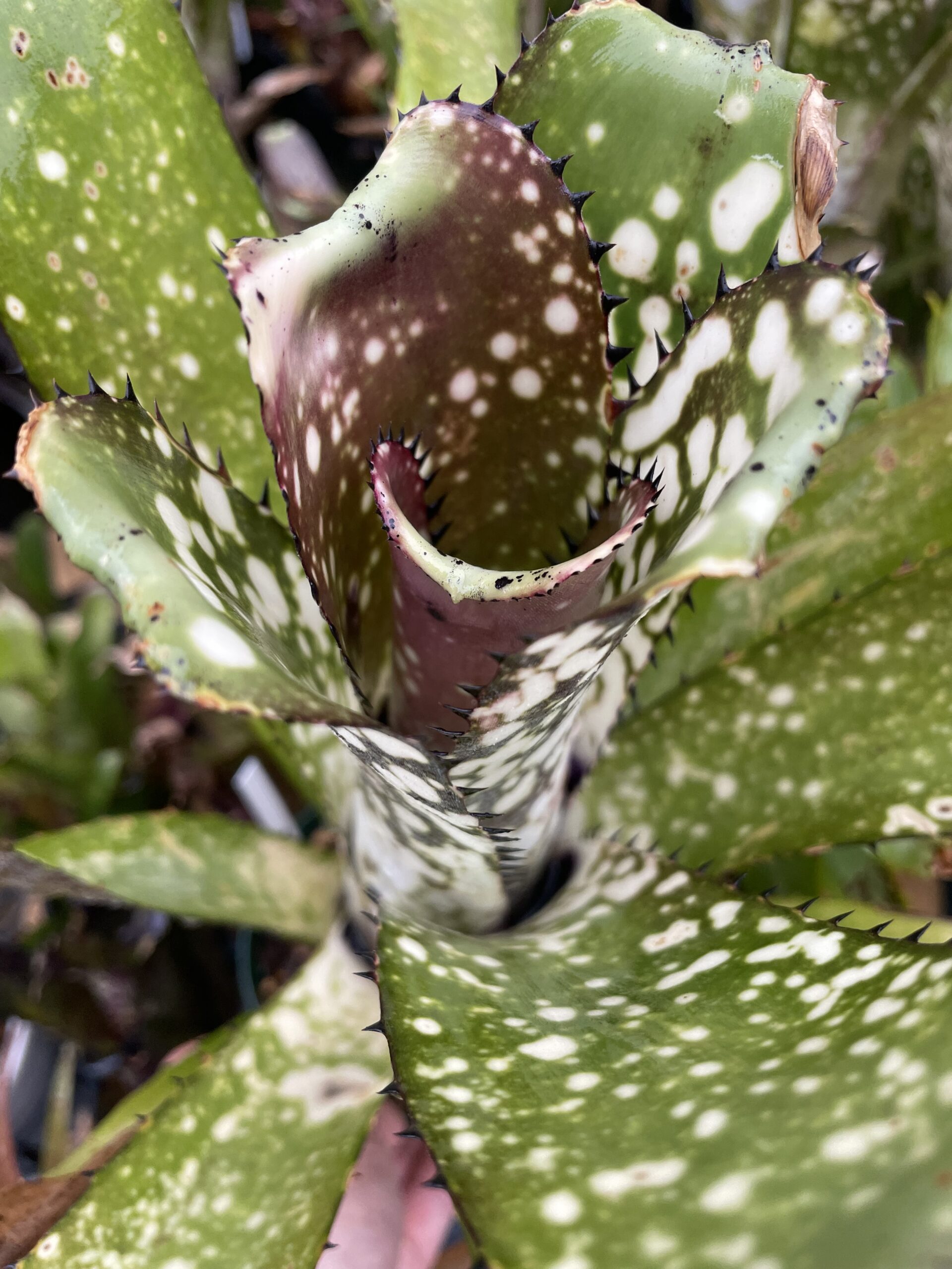 ビルベルギア　カハカイ