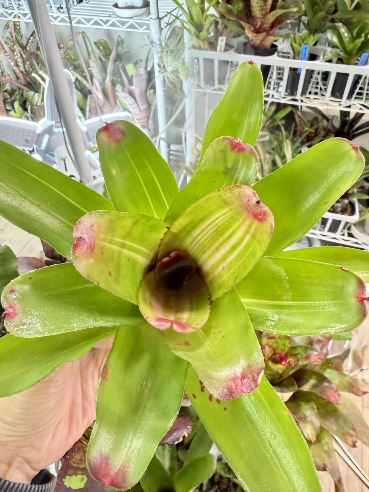 ネオレゲリア　ロレーナ