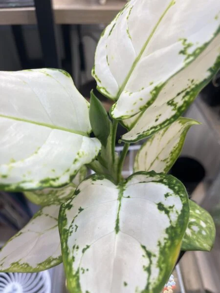 アグラオネマ　スーパーホワイト　花