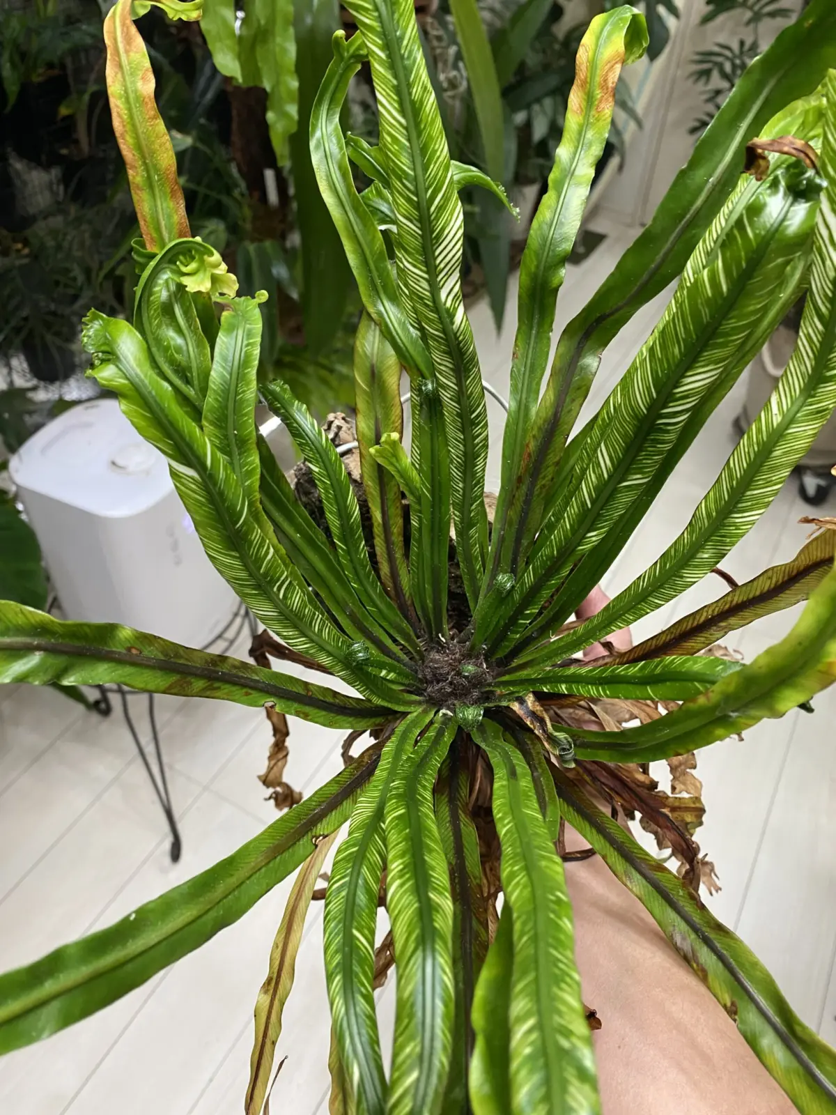 アスプレニウム　斑入り