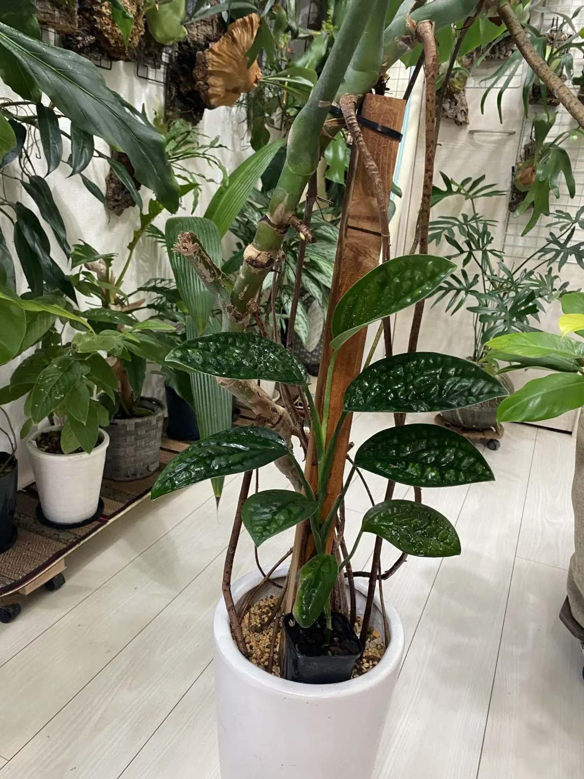 モンステラ　ジェイドシャトルコック